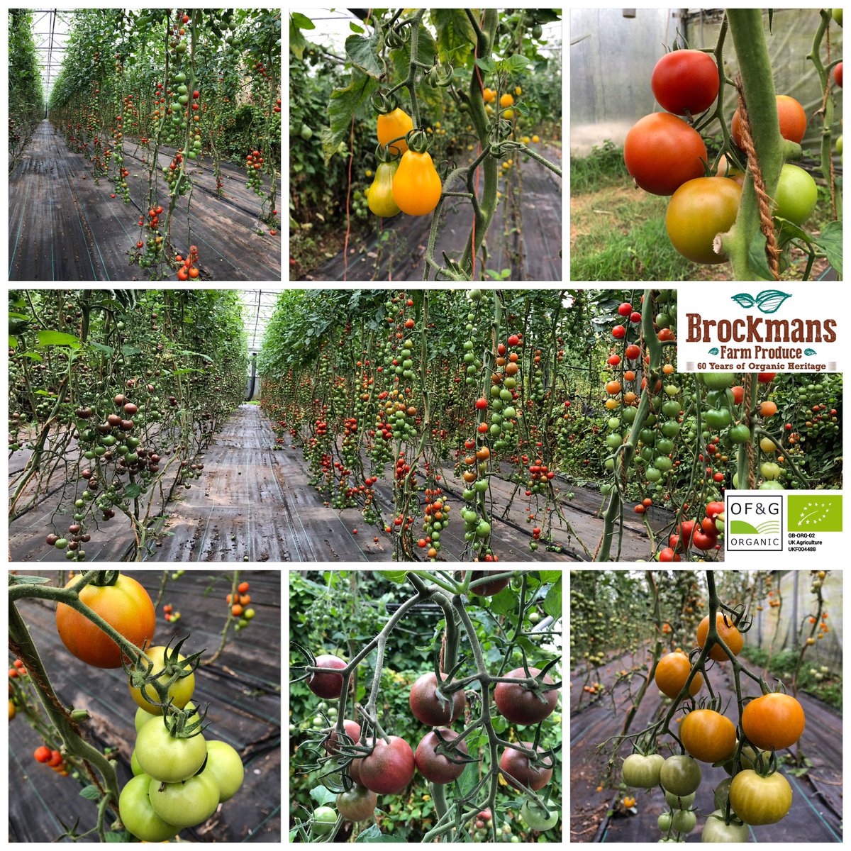 Brockmans Farm Produce
60 Years of Organic Heritage.
Kents First Organic and Biodynamic Farm. Growing and Supplying  Specialist Organic Heritage and Wild Produce.
#farm #Kent #London #vegetables #Brockmans #greens #fresh #organic #biodynamic #perrycourt #perrycourtfarm #fruits