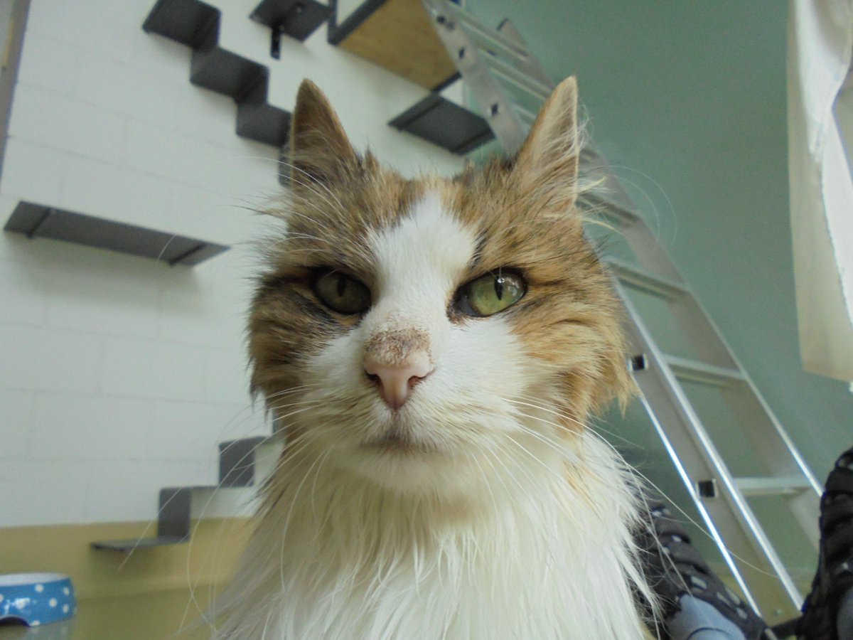 Die Katze zum Sonntag:
Alice (10), Tierheim. #Katzen