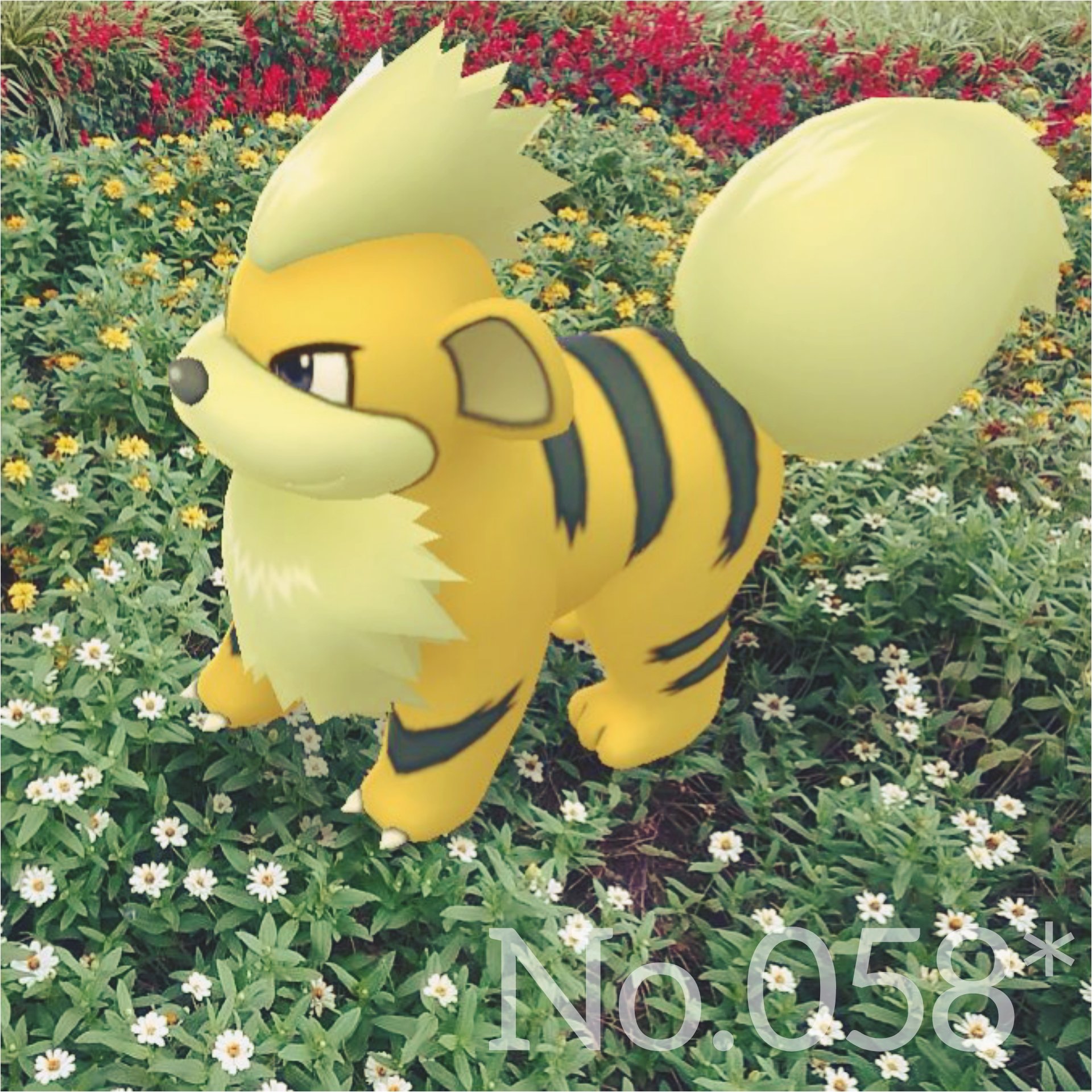 טוויטר ぢぢ בטוויטר こいぬポケモンなのに 黄色いと虎感増し増し 笑 Pokemongo Pokemongo ポケモンgo Gosnapshot Growlithe ガーディ Shinygrowlithe 色違いガーディ 川口西公園 リリアパーク T Co Z4cfchpedv