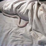 帰宅して、ベットに入るとまさかの蛇がいました!