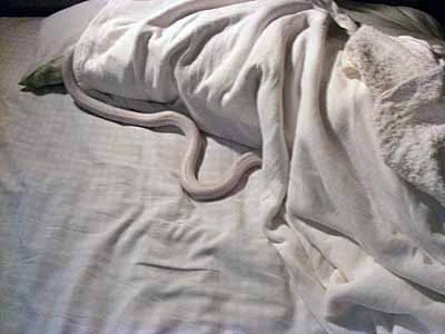 帰宅して、ベットに入るとまさかの蛇がいましたｗｗｗ