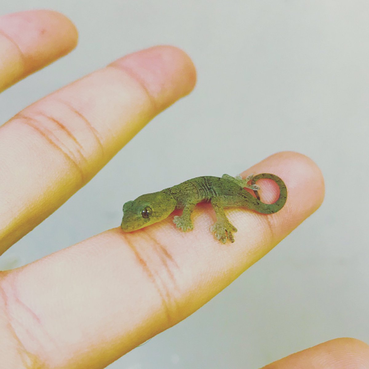 須藤どらま Pa Twitter かわいい ヤモリ 爬虫類 家を守る かわいい Gecko Reptile Kawaii Cute