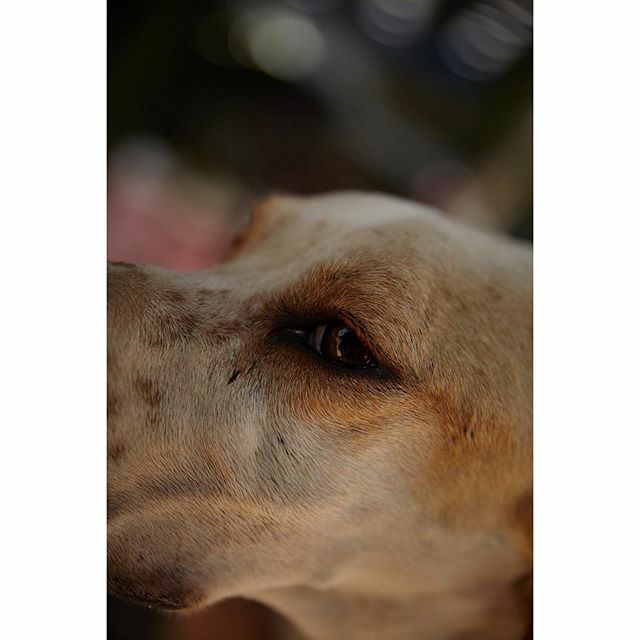 Dogs like Lucy are used during the hunting season and then discarded when they have “no purpose”. Many are shot or left to survive in searing temperatures all alone.
@mira_alhabr 
@mountlebdogshelter 
@wild_at_heart_foundation ift.tt/2m0XxKH