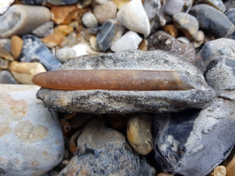 Calling all explorers! Autumn is the perfect time to hunt for fossils on the #DeepHistoryCoast. The higher tides reveal fossils and increase your chance of finding your own piece of history! See our fossil hunting guide and fossil identifier here: buff.ly/305B6Hg