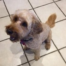 🎉 It’s great news, 🐕Cockerpoo Squiggle has been found & is now REUNITED! #WestwoodPark #LittleChalfont #HP7 #Chorleywood thank you all for sharing to help Squiggle get home safely 🐾