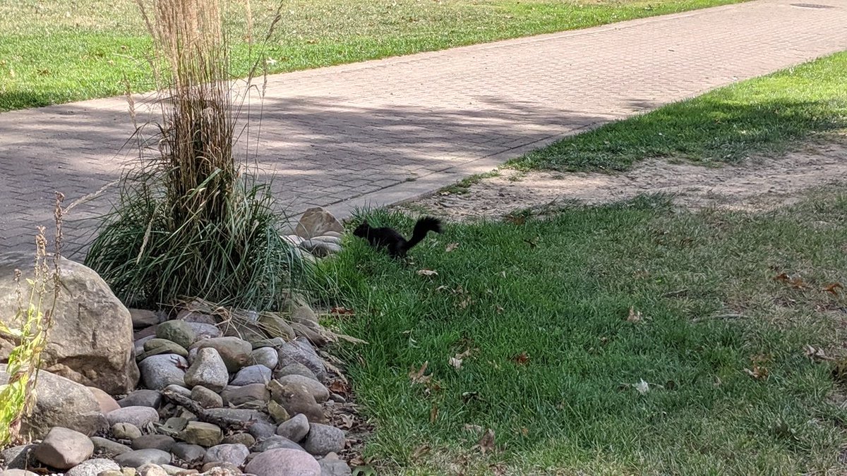 squirrels_fc's tweet photo. Lots of away fans here for GAMEDAY 😤 against ➡️ the "Wild" 🏞️🚫 Cats 🙀. Paws up 🐿️ at 4 🕓 (16:00). Keep a eyes peeled 👀 for a W 🏆 and 3 points around 5🕔 (17:00) on ESPN 2. #SquirrelNation #RiseUp https://t.co/MtsYiFvegX