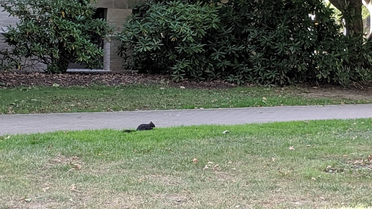 squirrels_fc's tweet photo. Lots of away fans here for GAMEDAY 😤 against ➡️ the "Wild" 🏞️🚫 Cats 🙀. Paws up 🐿️ at 4 🕓 (16:00). Keep a eyes peeled 👀 for a W 🏆 and 3 points around 5🕔 (17:00) on ESPN 2. #SquirrelNation #RiseUp https://t.co/MtsYiFvegX