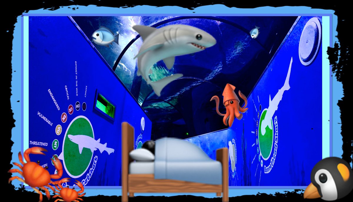 BritFamilyFun's tweet photo. 🔔New Upload🔔 Our experience last night sleeping over @sealifescarborough under the shark tunnel has landed. See how we got on as we spent a whole night at the Sea Life Sanctuary #britfamilyfun #sealifescarborough #sleepover #sleepoverideas #sharktank 
https://t.co/FIV4mgGEIs https://t.co/2OjVEEzuLc