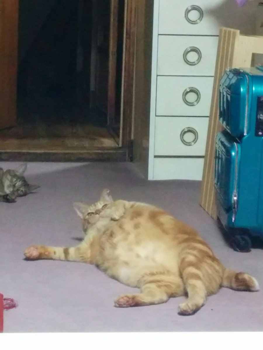 うちの猫の体型なんか違くない 太ってるわけじゃないのに もっしり としている猫さんが愛らしい Togetter うちの猫の体型なんか違くない 太ってるわけじゃないのに もっしり としている猫さんが愛らしい Togetter