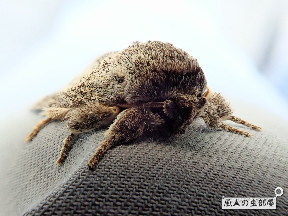 風人の虫部屋 Auf Twitter モフモフ感が可愛い過ぎる クロシタシャチホコ 虫好き 蛾 鱗翅目 Moth Insect Macro