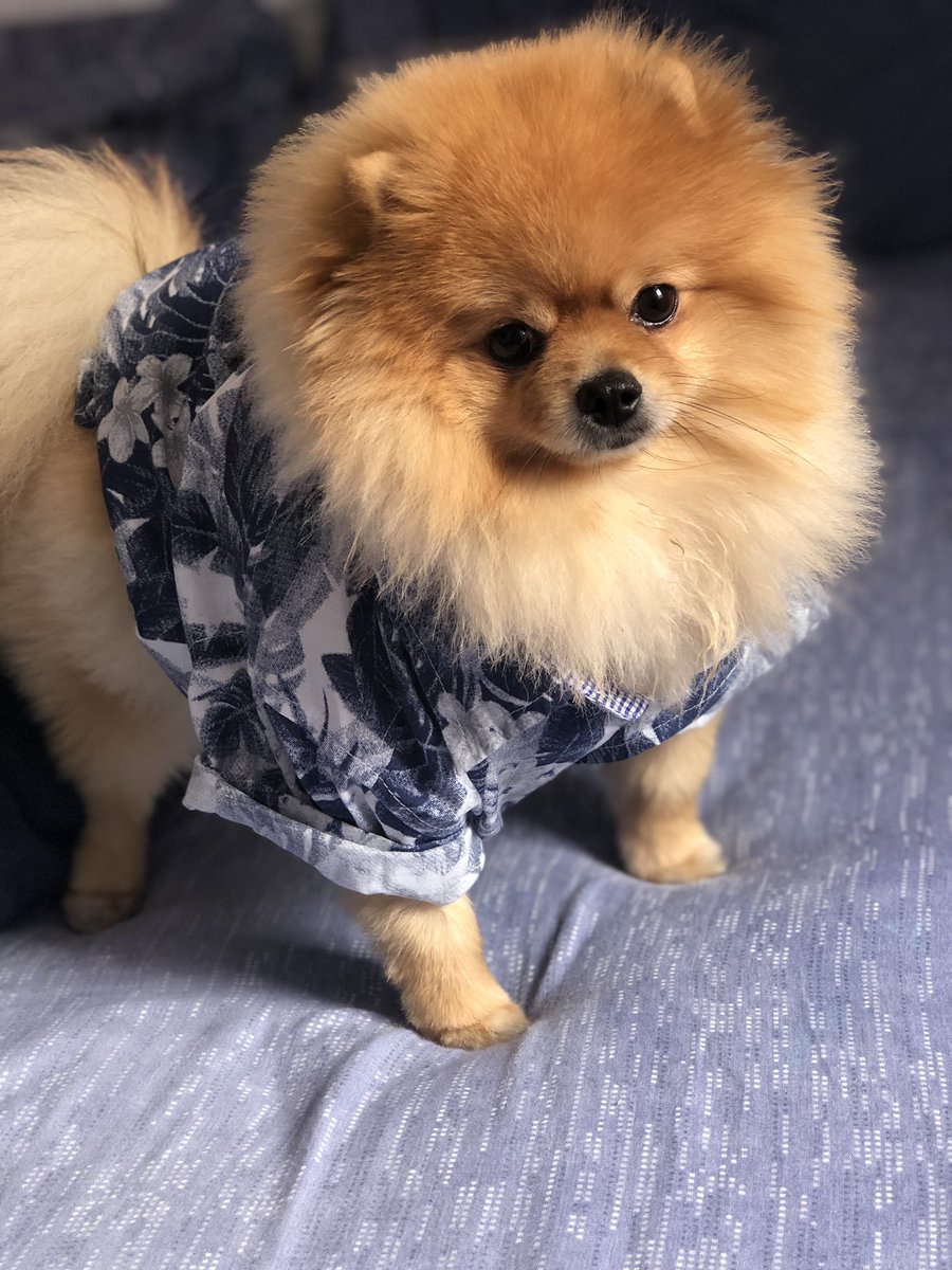 DaniloErmec's tweet image. Apollo Henrique!! 😂😂😂#splitz #lulu