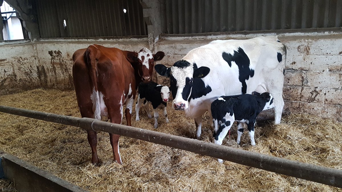 william_b_jones's tweet image. 3 way cross heifers calving to back to Holstein at exactly 24 months old #procross #calving19