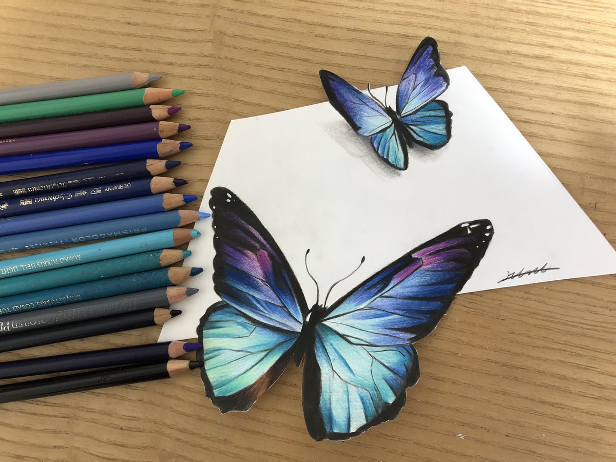 羽奈 色鉛筆でモルフォ蝶描きました 色鉛筆 模写