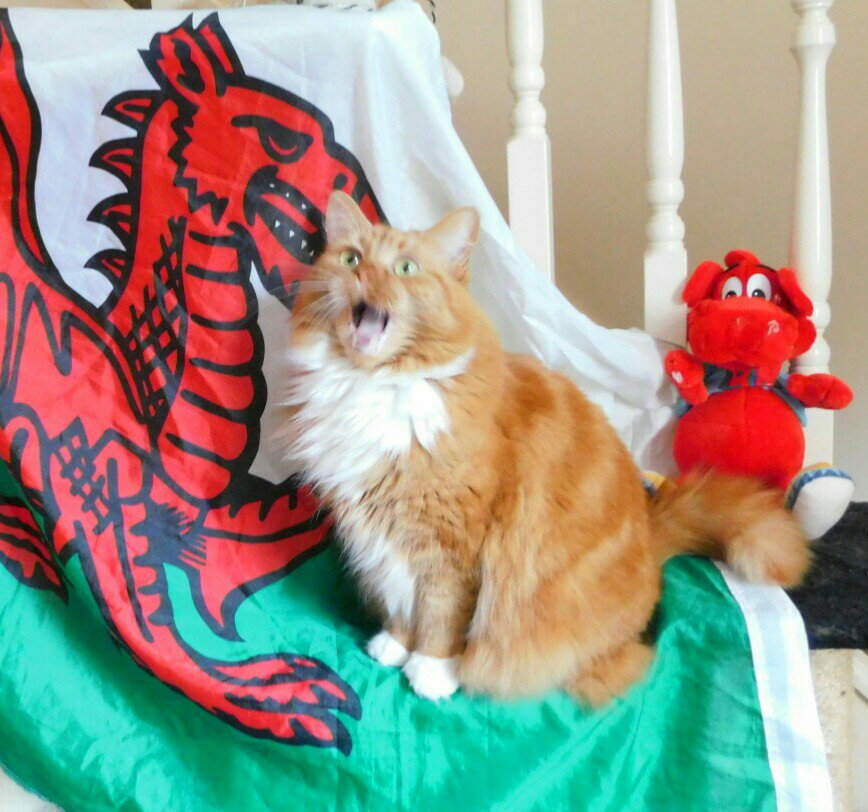 BerylFruitloop's tweet image. I'm celebrating with mum after a wonderful win for Wales against Australia in the #RugbyWorldCup #RWC2019 #AUSvsWAL !!! 
Incredible match!!! 🏈🏆😺
Yipppeeeeee!!!! 

#CymruAmByth #Rugby #SundayThoughts #CatsOfTwitter #rugbyworldcup2019 #Walesrugby