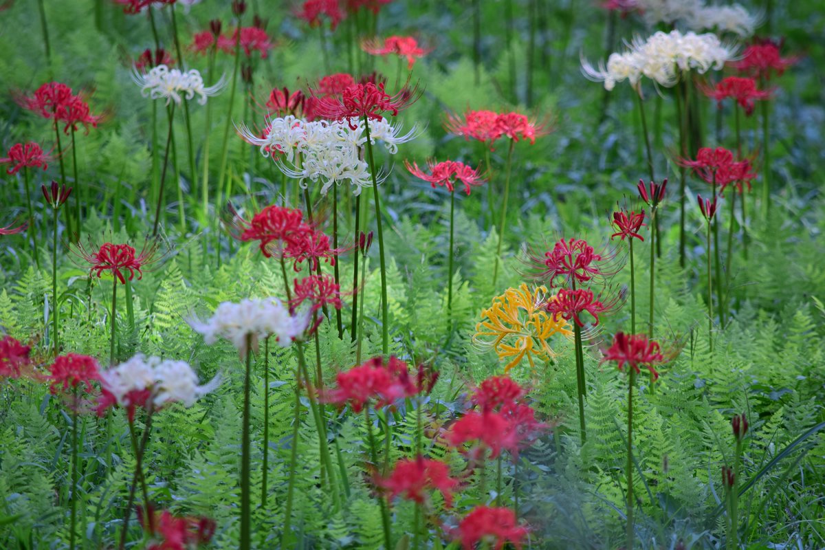 裏口入学 19 9 29 霞丘陵自然公園 Photography Flowerphotography Botanical Lycoris 曼殊沙華 彼岸花 撮って出し 裏口入学 19 9 29 霞丘陵自然公園 Photography Flowerphotography Botanical Lycoris 曼殊沙華 彼岸花 撮って出し