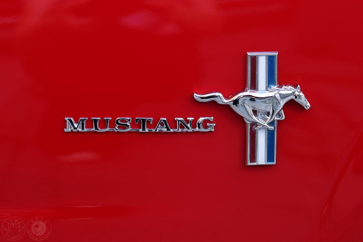fotowzrocznosc's tweet photo. I Zlot Klasycznych Mustangów, Kielce 😃
#ford #FordMustang #Mustang #classiccars #classicmustangs #mustangs #motoryzacja #samochody #Kielce #fotorelacja
Więcej zdjęć jak zawsze w albumie na fb: https://t.co/V2AYqpLIzh https://t.co/CKi4sP2sAs