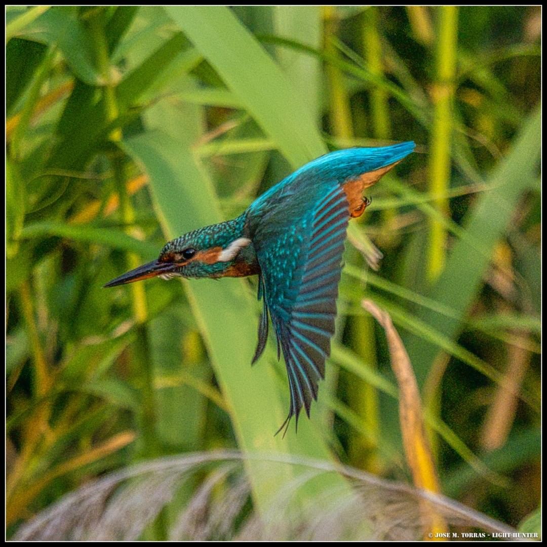 catexperience's tweet photo. La #ReservaNaturaldeSebes és un gran espai natural de les #TerresdelEbre on hi trobaràs: la cigonya blanca, el bernat pescaire, el rascló, el blauet... 🐦

Més informació 👉  https://t.co/ri1DP3wYrn

📸 by © josepmt IG https://t.co/Ck7QbkGWVj
