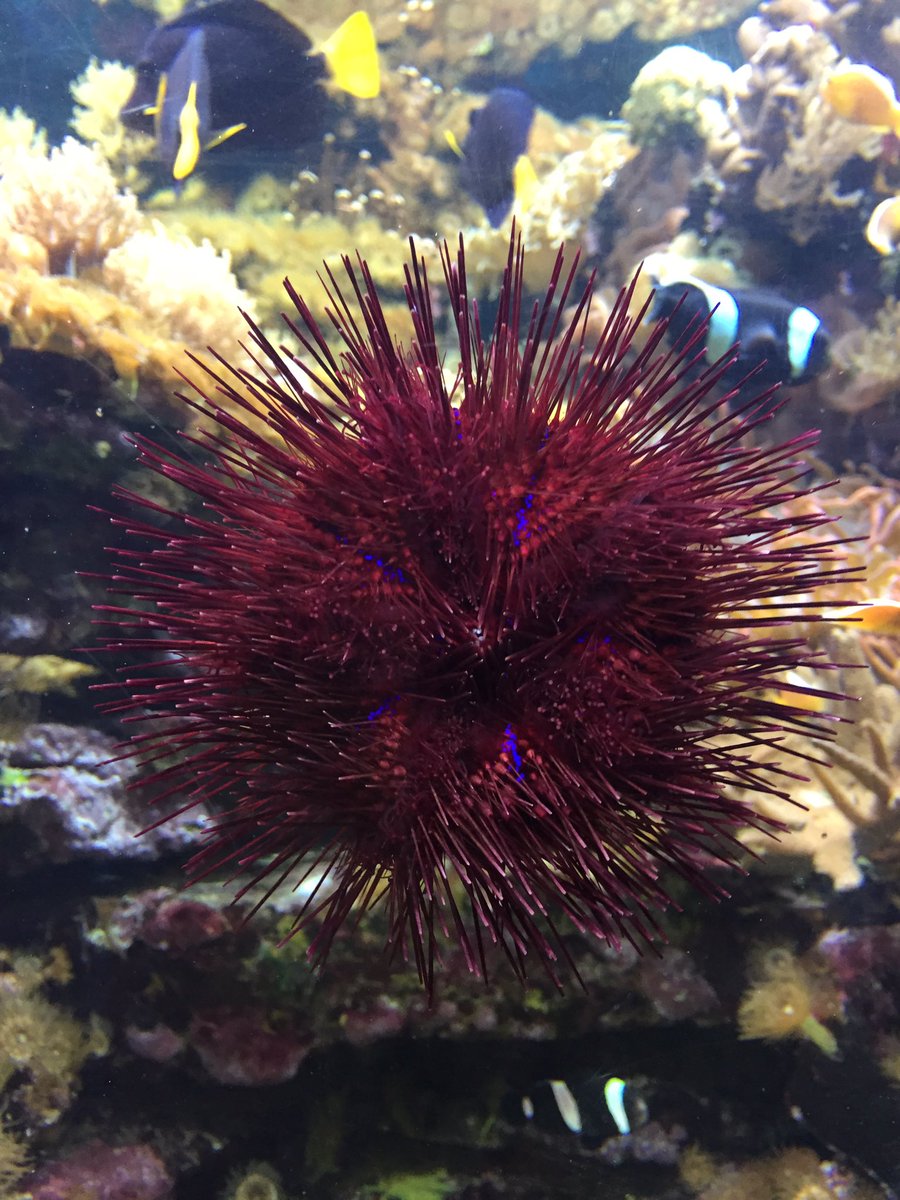 Fellow SFF writers, I found a trip to the aquarium with the kids to be surprisingly inspiring. Lots of weird/beautiful stuff in the deep. Worth a try if you’re in a rut. Check out the colors of this urchin. No filter.