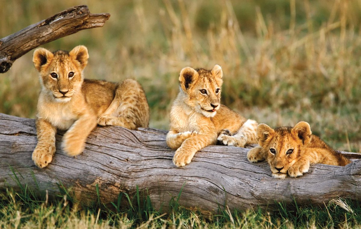 BassilGraziella's tweet photo. RT @ramblingsloa
Before you speak, let your words pass through three gates:
Is it true?
Is it necessary?
Is it kind?
๐ฆ
#LionsLovers
#LionsOfTwitter
๐ฆ
#RoyalRules
#PerfectRules
#RoyalPrincipals
#RoyalFamilyAlbum โค https://t.co/cM71Sl1kyV