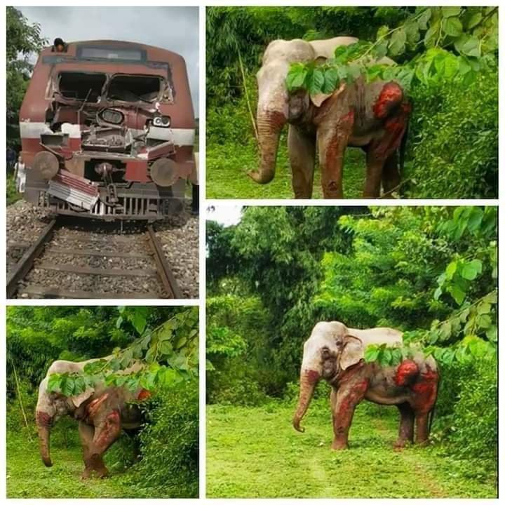 harunbashadhamo's tweet photo. #save_elephants
#save_animals https://t.co/W7SRszMbIE