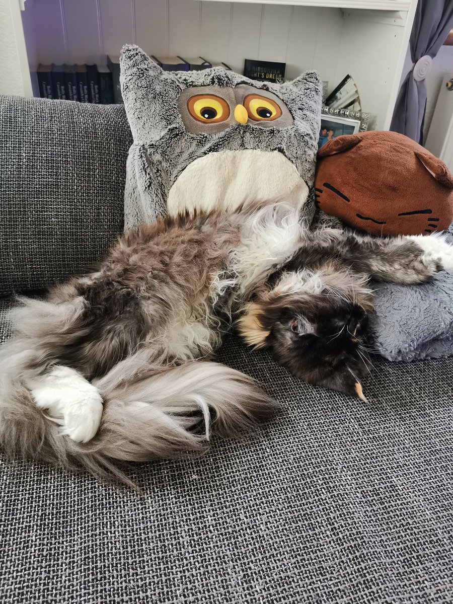 Kan0's tweet photo. Positionswechsel sind eine Pflicht 😂 #katze #cat #catchilling https://t.co/WMHdzsQRVs