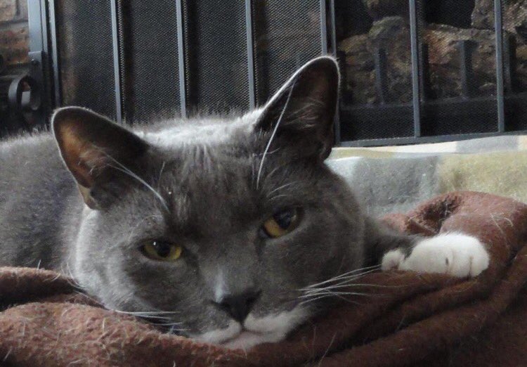 Charliechipscat's tweet photo. @MyCatMister I really was.  I loved to hug and snuggle.  Mom says I was one of a kind https://t.co/BmpxjBES97