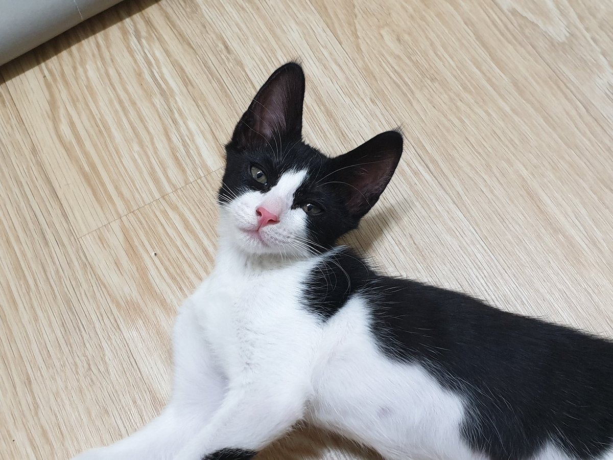 옴마가 낮부터 나갔다 오더니 잠만자서 빡친 빙빙 막 깨물고 그러시길래
함 놀아드렸더니 널부렁하심
만족스러우새요?