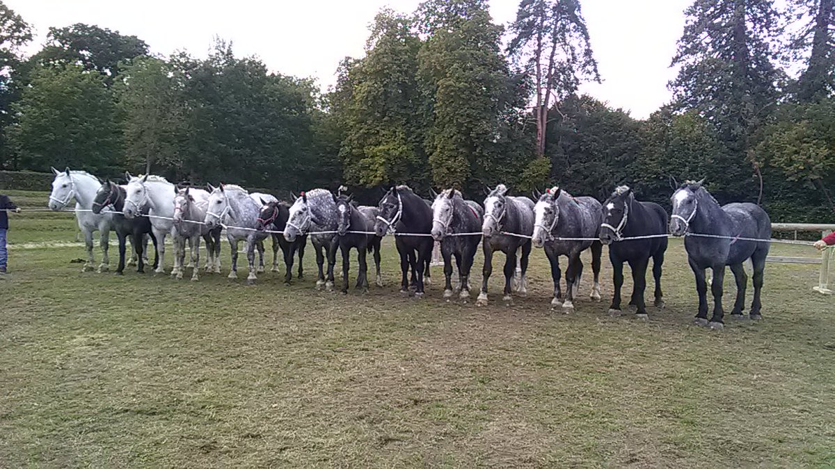 Présence de #elevagedelanoë au national #percheron #harasdupin avec 14 chevaux dur dur journée avec un départ à 3h du matin plein de fougue et un retour (22h) beaucoup plus calme pour la jeune génération #agripapa fier de transmettre la passion de l'élevage <a href="/Agri_53/">Agri53</a>