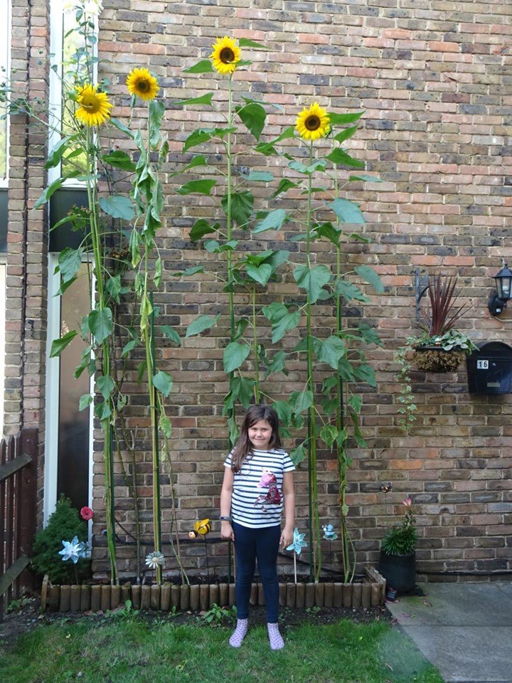 Congratulations Alice O’Neill &amp; Emily Oreto for winning the tallest Sunflower competition organised by Weybridge in Bloom &amp; Weybridge Allotments Holders’ and Gardeners ‘ Association. 

For more information please visit our webpage:
allaboutweybridge.co.uk/st-james-schoo…