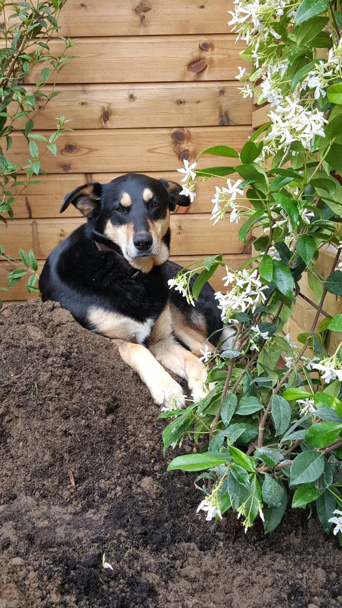 bloominBridget's tweet photo. Went off to divide perennial to move to it's new position only to find someone else liked the spot too! https://t.co/gBFKm4jnLA