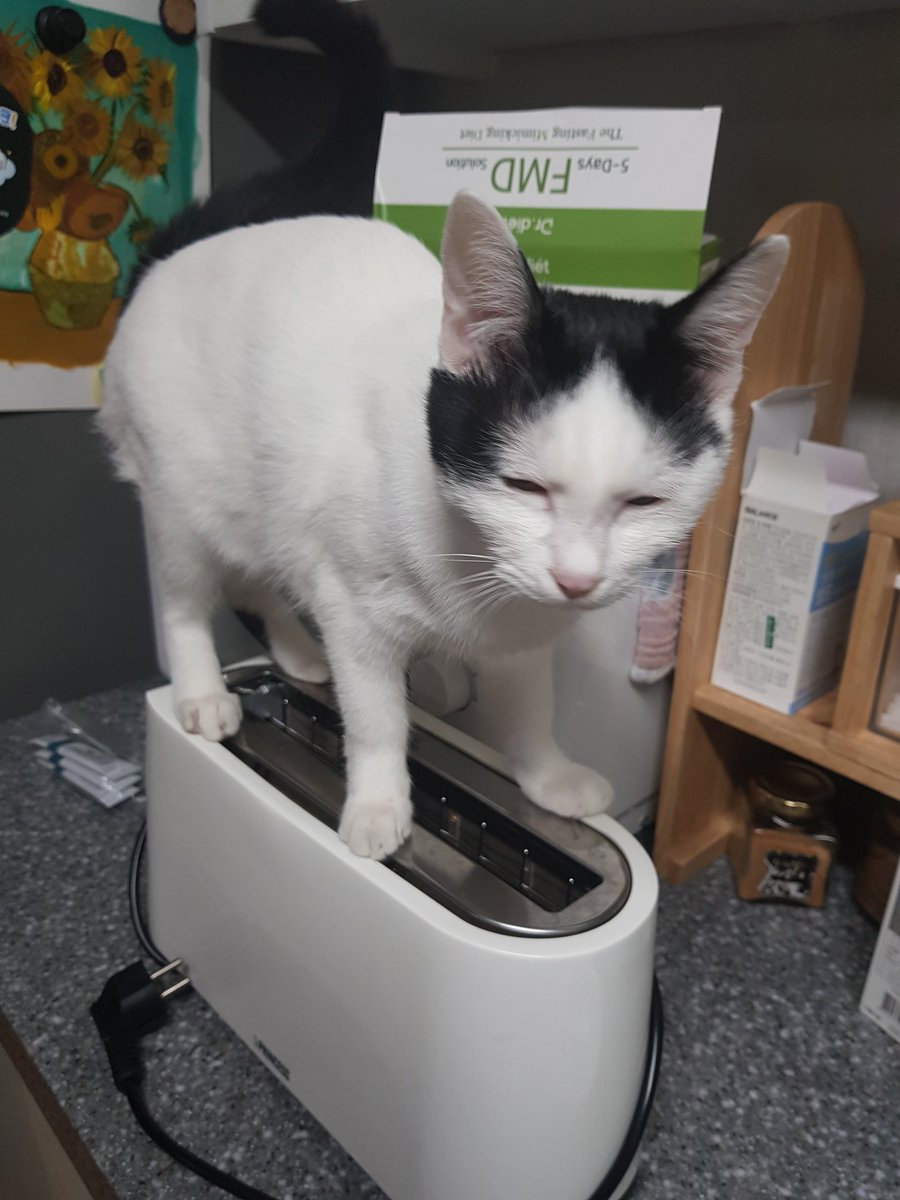 아니... 선생님... 밥 드릴게요... 드릴테니까 내려가세요 제발..ㅜ (토스터기를 탄 고양이)