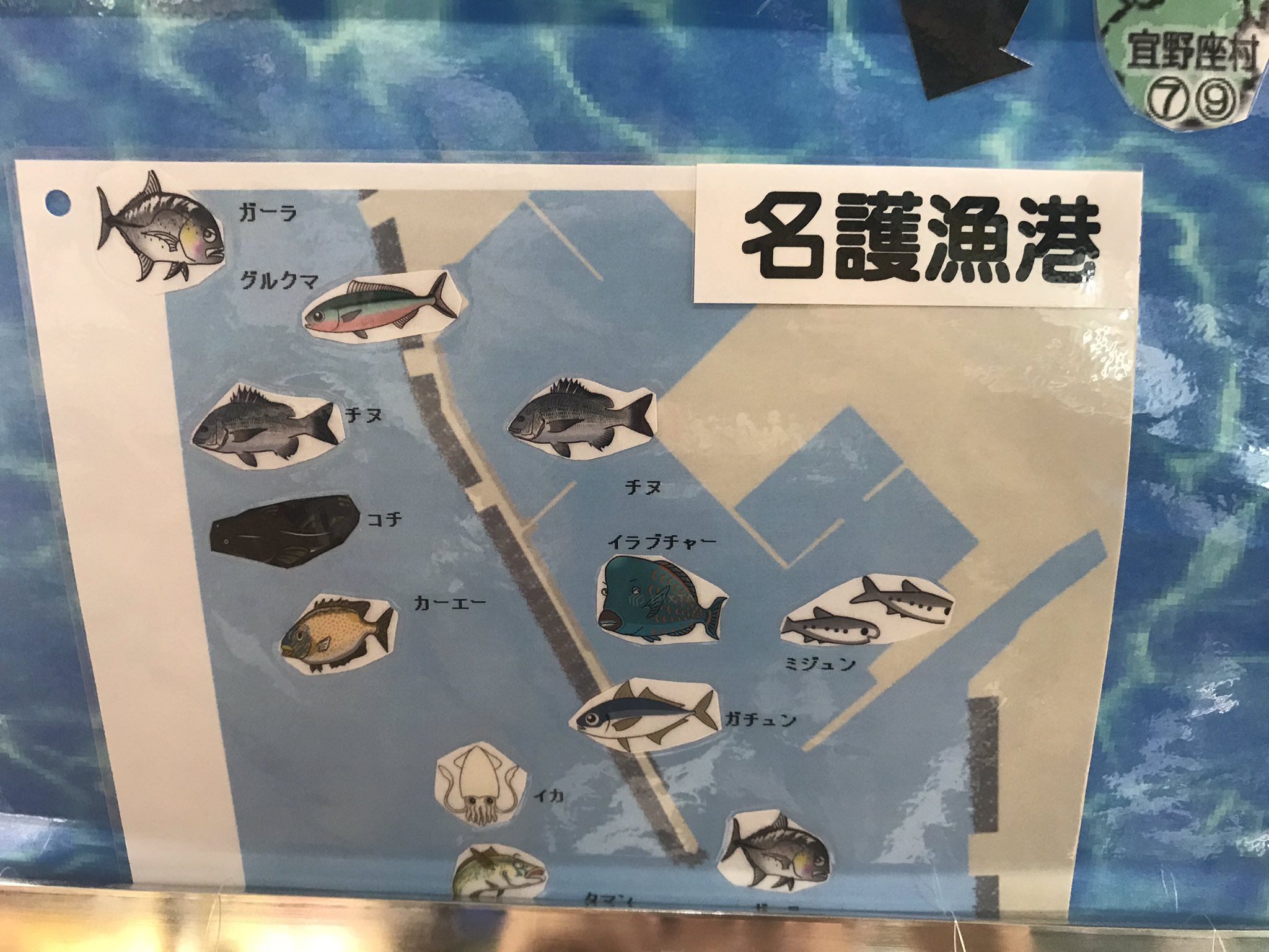 尾関 少数意見 名護漁港では こんなの釣れるらしい T Co Xsqjnobwwe Twitter