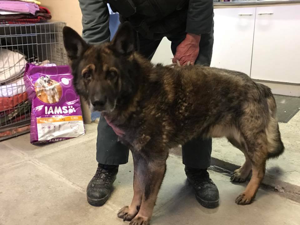 10yr old Rockie has been with us almost 5yrs now, it is highly unlikely he will find the home to meet his needs but we will keep him in the life he has become accustomed to for as long as we need to 
#dogs #GermanShepherd #Cornwall
gsrelite.co.uk/rockie/