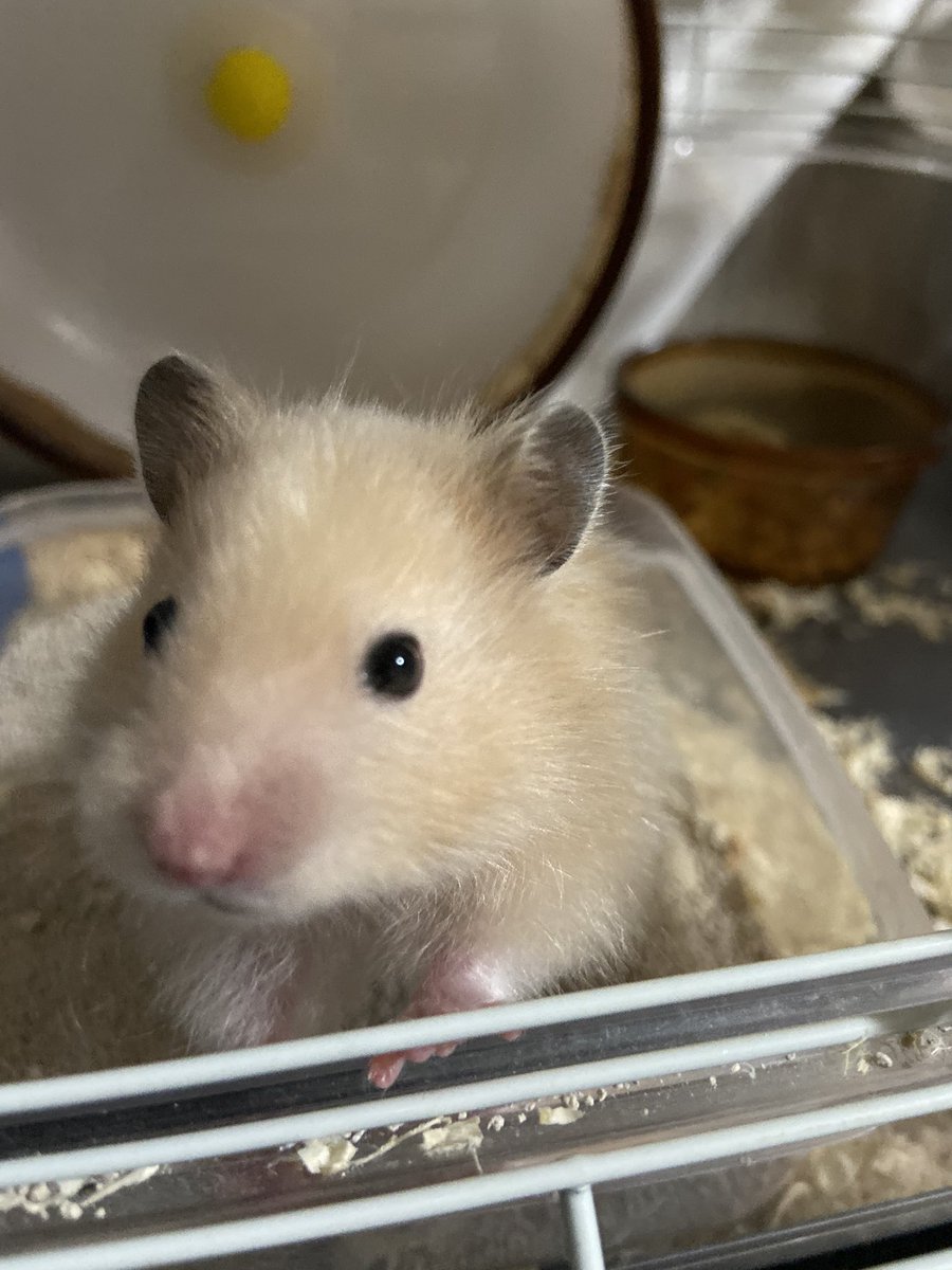 iPhone11のカメラ画質良すぎ😍
うちの子の美人さが際立つ🙃
パープルにしたけどさ、、、
やっぱホワイトにすればよかった😃w