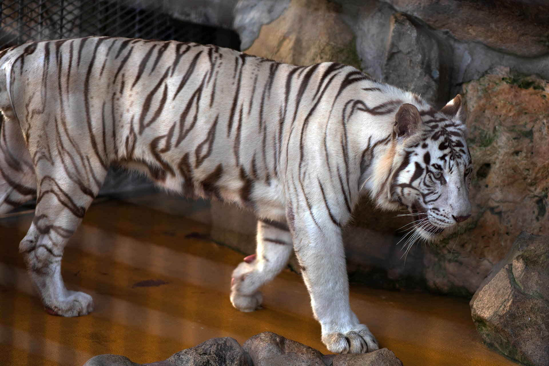 Kurarkey ホワイトタイガーかっこいい ホワイトタイガー 虎 トラ 動物 動物園 サファリ サファリパーク 秋吉台サファリランド 写真撮影 写真 かわいい かわゆす Whitetiger Tiger Tiger Animal Zoo Safari Safaripark