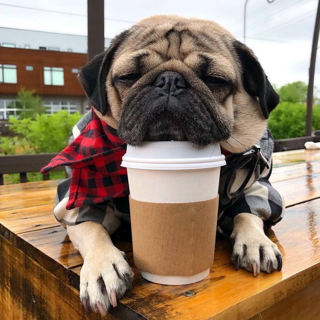 itsdougthepug's tweet photo. HAPPY #NationalCoffeeDay ☕️ https://t.co/NP1ubwTqtz