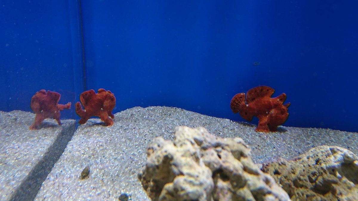 鈴木 名港水族館ファン 名古屋港水族館 南館2階 日本の海コーナーにて イロカエルアンコウが展示されていました 場所 南館2階 日本の海 魚らしからぬ魚水槽 展示生物 イロカエルアンコウ 尚 今回の展示変更に伴い タツノオトシゴの展示が中止になり