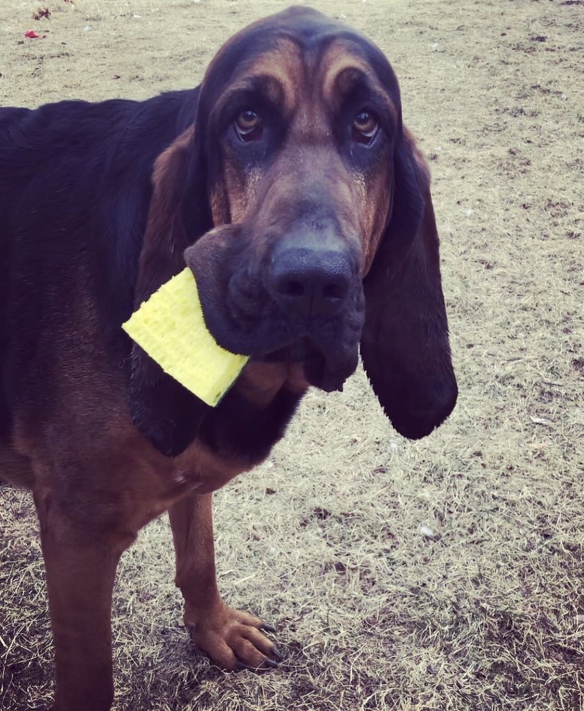 QuiteFetching17's tweet photo. @scotchbrite our #bloodhound loves your sponges so much, we made her her very own #scotchbrite #sponge birthday cake 🎂 #dogbirthday #spongecake #dogmom https://t.co/nEjOMqlVnQ