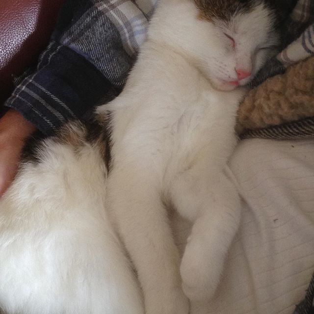 themagicroad's tweet photo. Loulou seems to have settled in. She's kinda the boss now. We don't disturb her naps. . .Oases of peace🙏🏻
#awriterslife 
#kittens https://t.co/RVWbs0EQ9m