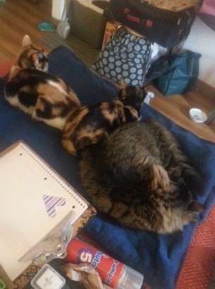 StardustChasm's tweet photo. Picture to bring attention to thread & some relevant hashtags. #Homeless #Disabled #Autistic #Trans #Nonbinary #Cats #Kitties #Hungry #MotelLife #TransCrowdFund #DisabilityCrowdFund #PovertyCrowdFund #Fibro #Flaring #TransCouples #PanicDisorder #Agoraphobia #Anxiety #PleaseHelp https://t.co/lTK4RXFr9Y