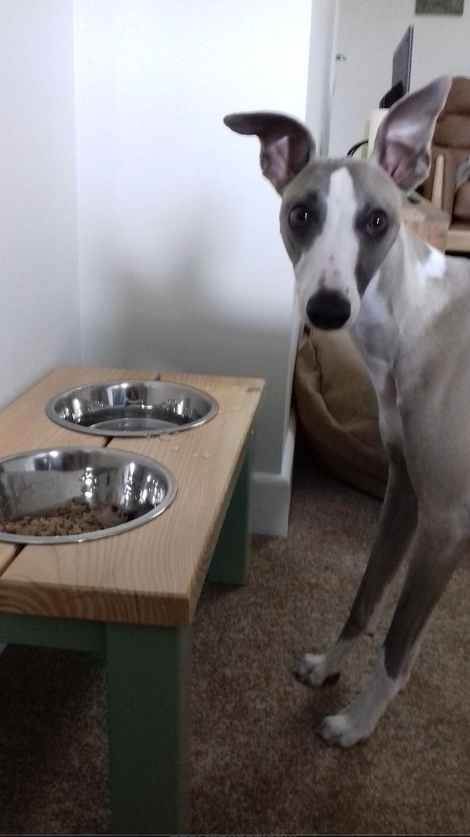 lovehounds7's tweet photo. Our wee #whippet friend Archie chose the lovely Pistachio colour for himself in fact he ordered two ! #whippets #whippet #greyhound #whippetsfriends #forres #shoplocal #handmadetoorder https://t.co/nbwLvZS3c9
