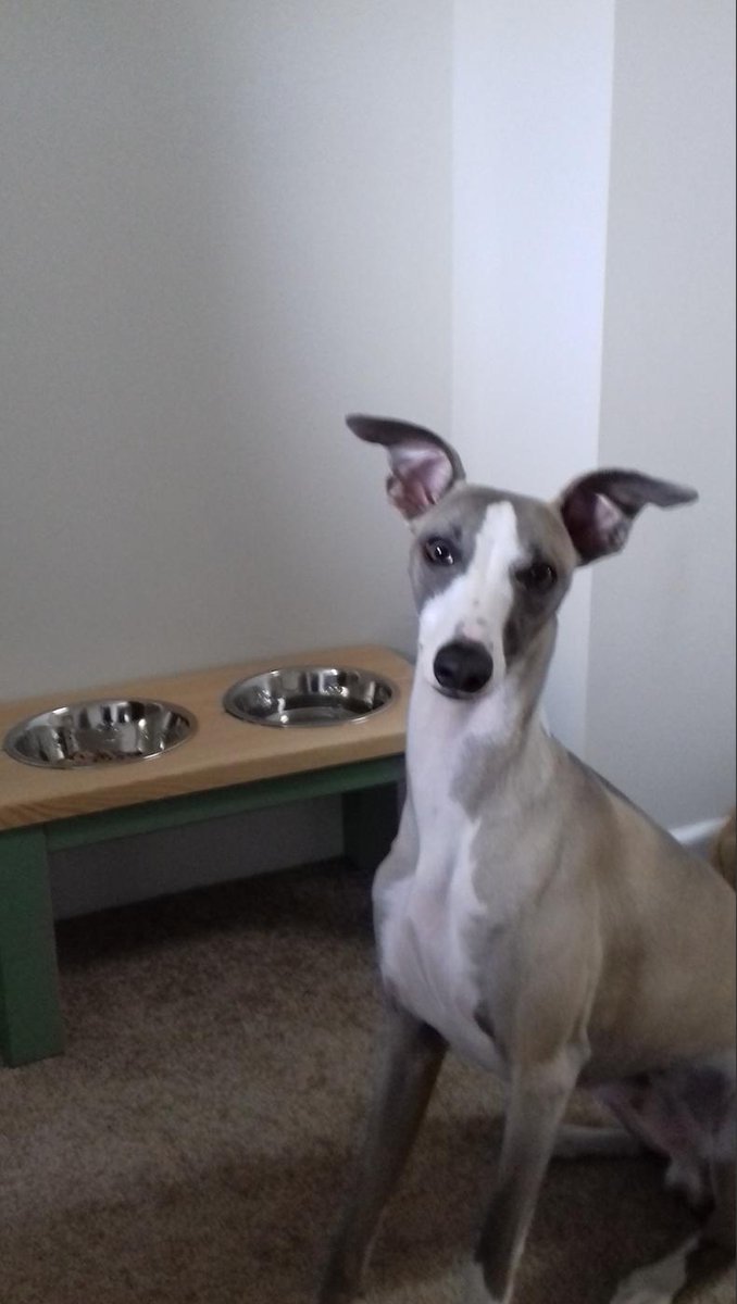 lovehounds7's tweet photo. Our wee #whippet friend Archie chose the lovely Pistachio colour for himself in fact he ordered two ! #whippets #whippet #greyhound #whippetsfriends #forres #shoplocal #handmadetoorder https://t.co/nbwLvZS3c9
