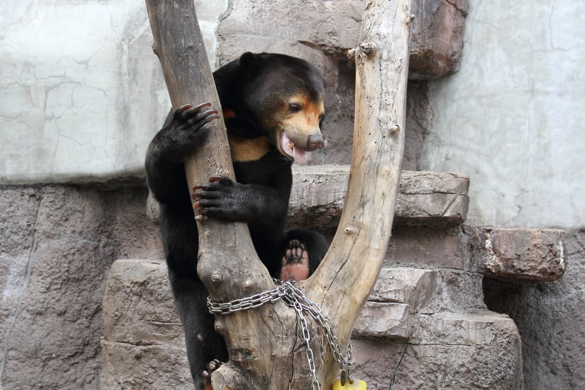 ぺるたま 木登りマーサ 狙ってるの ってくらいに可愛い マレーグマ 天王寺動物園