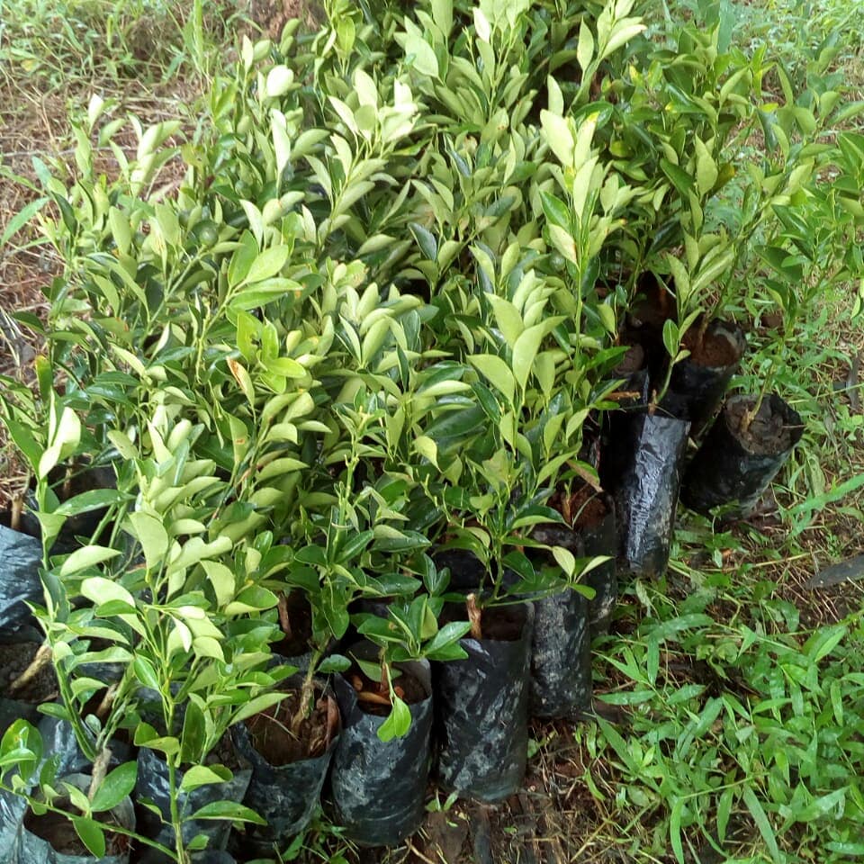 rafdionisio's tweet photo. Weeding and planting Calamansi for our Agro-forest in Zambales :) the top half of the mountain gets forest trees while the lower half gets half forest and half fruit trees. 

We started numbering the trees too. Hoping that the rain help them grow. #Permaculture #tribesandtreks https://t.co/Pw9tlq3e0f