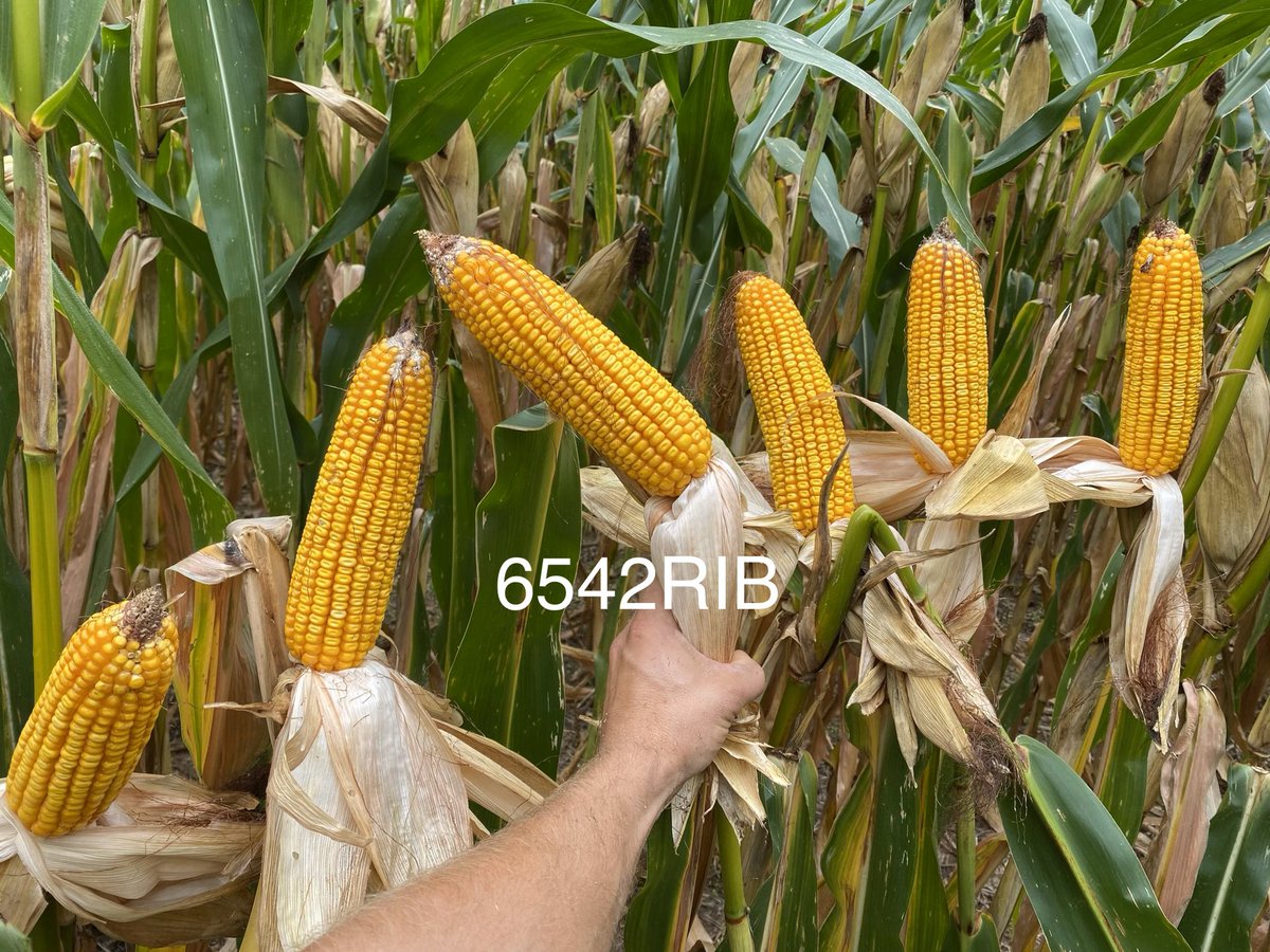 slog31's tweet photo. Developing Hybrids that perform above avg in 150 and below yield level parts of fields maybe the most important thing we can do for a SIL farmer. Here’s a tough piece we purposely put a plot on and some @StoneSeedIL hybrids that don’t fall off when the going gets rough. https://t.co/3Bbs38U4SP