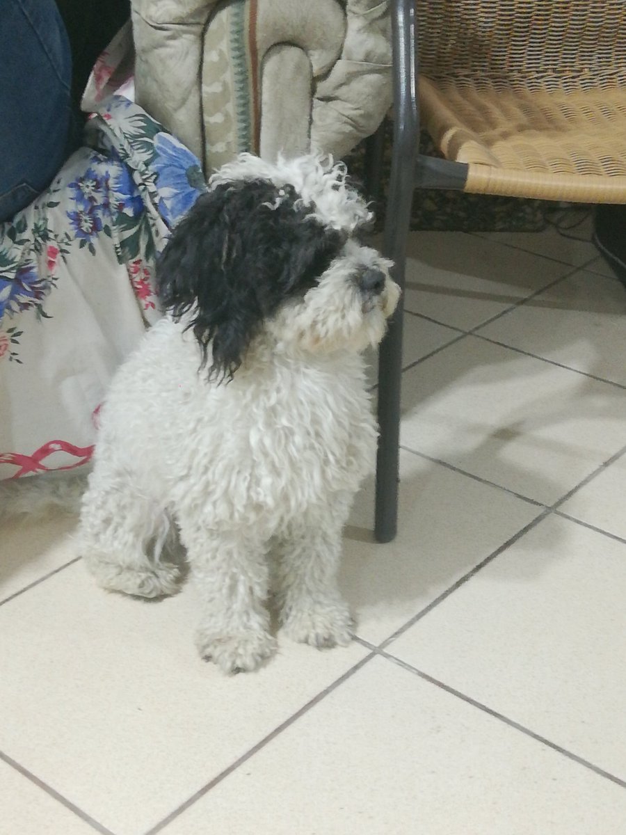 sallyanchante's tweet photo. Se busca dueño que ame a los animales para estas 2 perritas 🐕🐕 que encontramos perdidas hace más de 1 mes. ¿@malditaternura me ayudas con la difusión 🙏? #NoCompresAnimalesAdopta https://t.co/6iYAnq2qrL