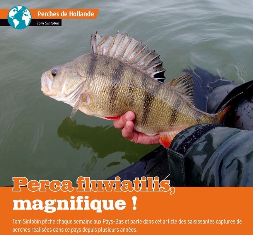 PlaneteCarna's tweet photo. Nouvel extrait de Planète Carnassiers 39

Perca fluviatilis, magnifique !

#fishingaddict #fisherman #carnassiers #peche https://t.co/Ul8oqi1Hmc