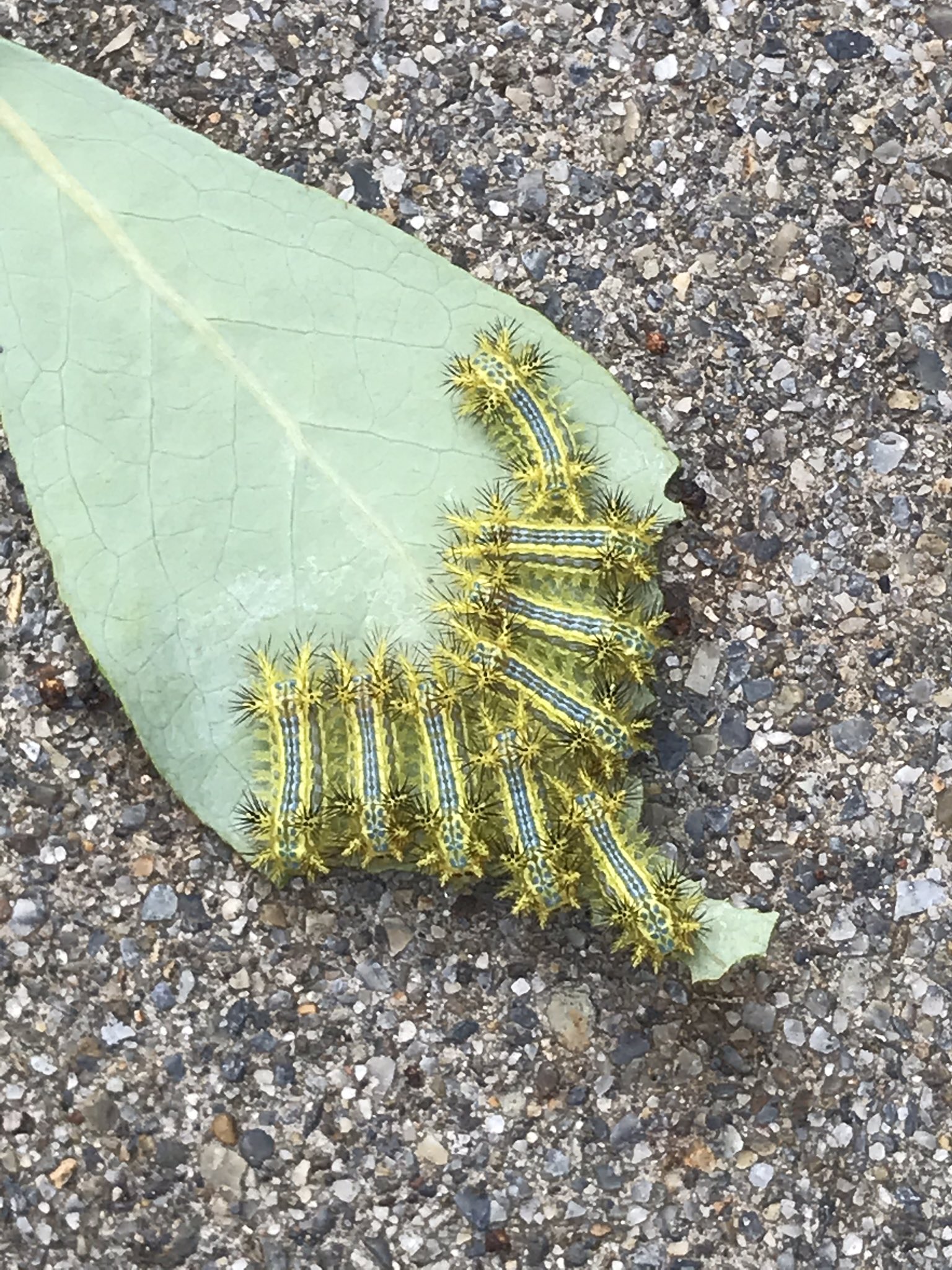 Red5 毎年毎年 コイツらの被害に遭ってるどうやってコイツらこの木を探し当てるのかな スミチオンで前もって散布してるのに意味無し いい方法ないのか な イラガ ブルーベリー 害虫 毎年戦い 電気虫