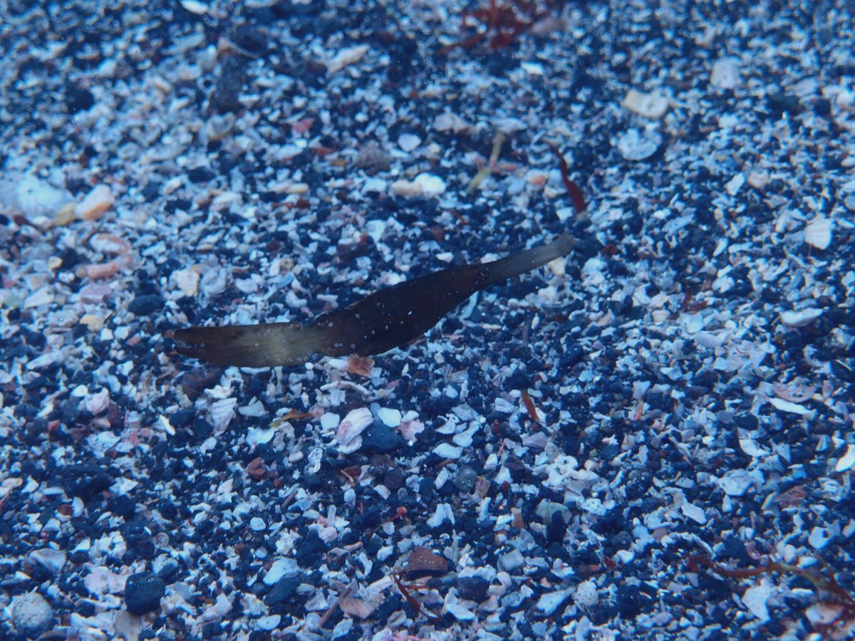 はせゆ 葉っぱにしか見えないカミソリウオ 完全にブレているナンヨウハギの稚魚 イサキの群れ アオウミガメ イントラさん撮影