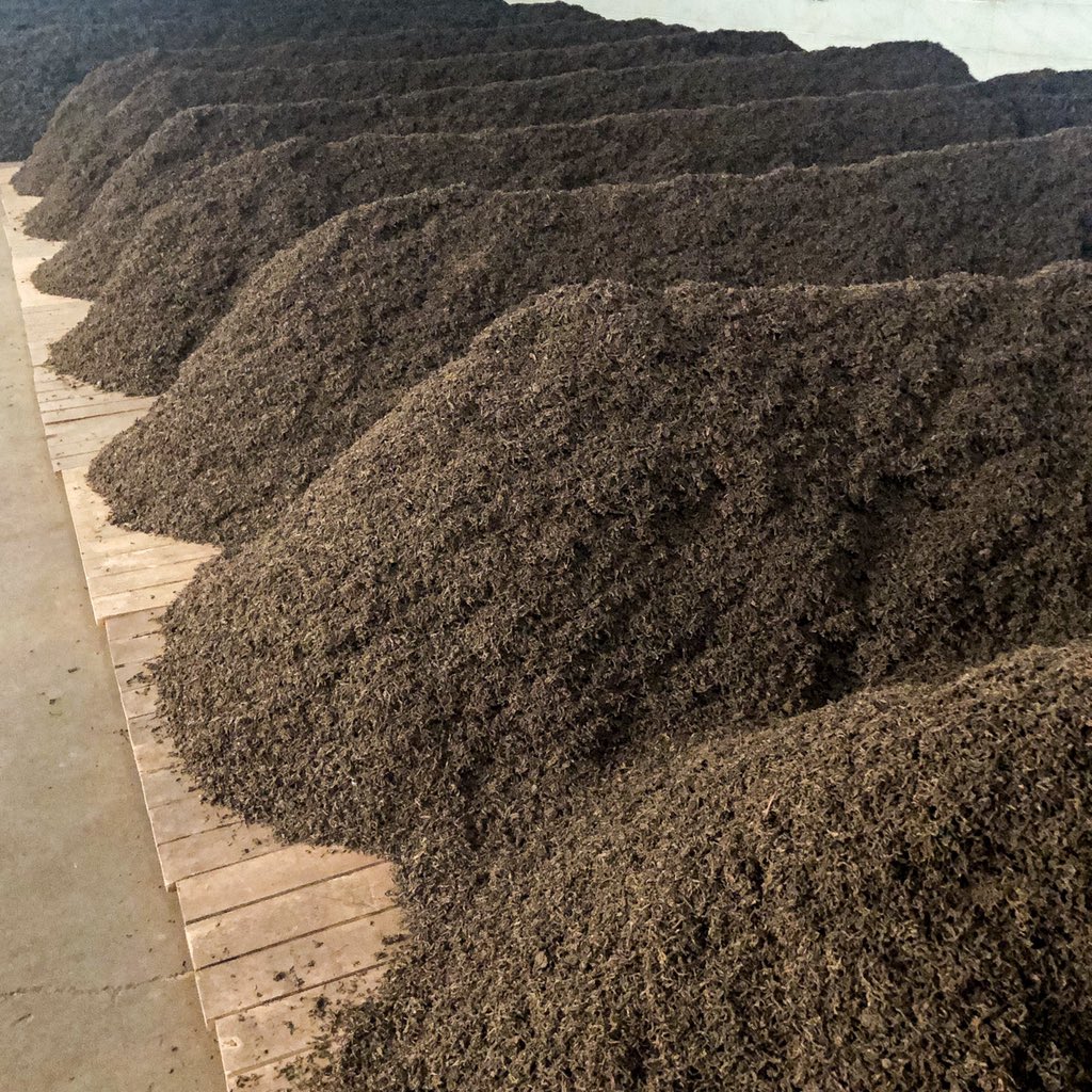 white2tea's tweet photo. Tip for stalkers: You can find me skulking around #Menghai tea factories searching the shu piles for treasure. It’s how I spend my leisure time https://t.co/kAS2SXj4Oo